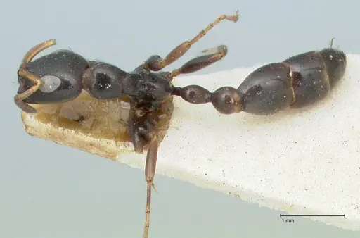 Tetraponera difficilis specimen FOCOL1179 image focol1179_1