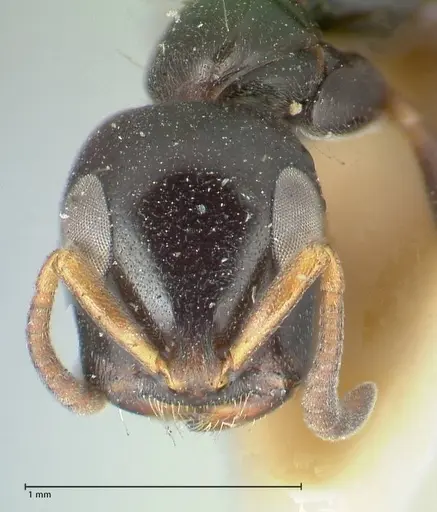 Tetraponera difficilis specimen FOCOL1179 image focol1179_2