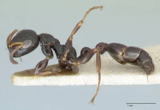 Tetraponera difficilis specimen FOCOL1179 image focol1179_3