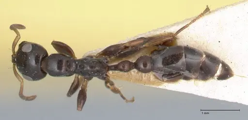 Tetraponera difficilis specimen FOCOL1180 image focol1180_1