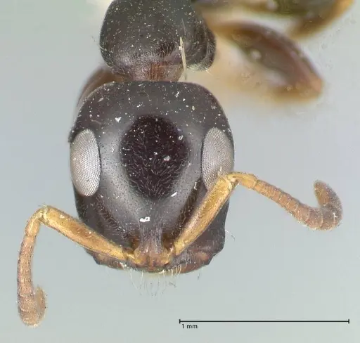 Tetraponera difficilis specimen FOCOL1180 image focol1180_2