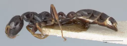 Tetraponera difficilis specimen FOCOL1180 image focol1180_3