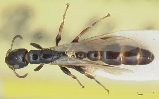 Tetraponera difficilis specimen FOCOL1181 image focol1181_1