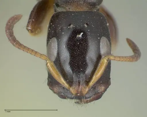 Tetraponera difficilis specimen FOCOL1181 image focol1181_2
