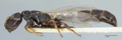 Tetraponera difficilis specimen FOCOL1181 image focol1181_3