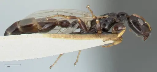 Tetraponera difficilis specimen FOCOL1181 image focol1181_4