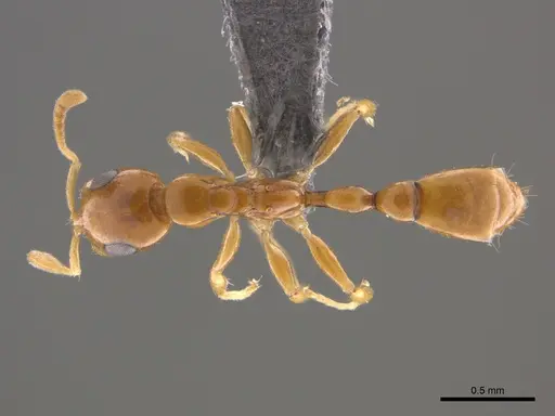 Tetraponera dispar specimen CASENT0888518 image casent0888518_1