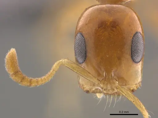 Tetraponera dispar specimen CASENT0888518 image casent0888518_2