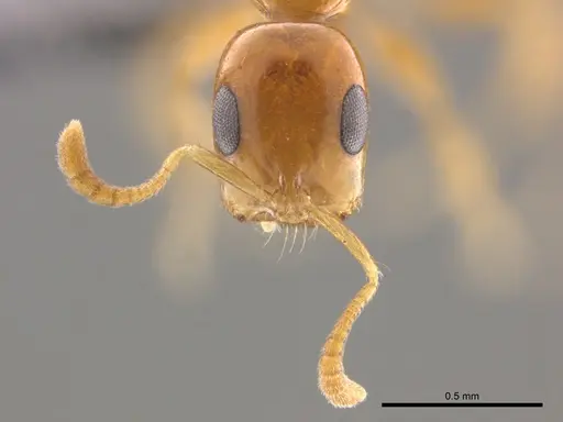 Tetraponera dispar specimen CASENT0888518 image casent0888518_3