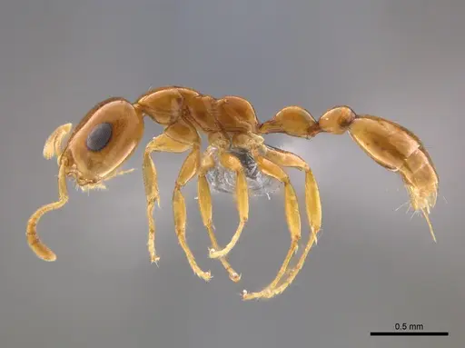 Tetraponera dispar specimen CASENT0888518 image casent0888518_4