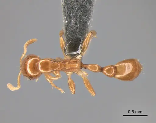 Tetraponera dispar specimen CASENT0888519 image casent0888519_1