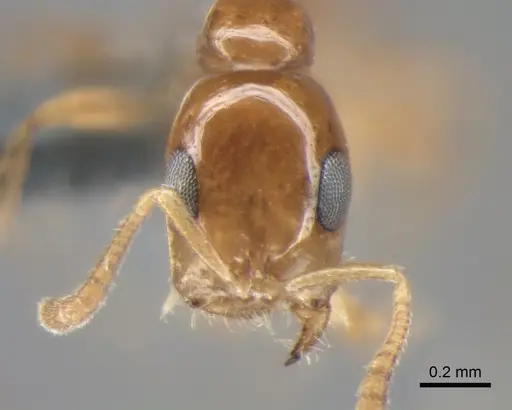 Tetraponera dispar specimen CASENT0888519 image casent0888519_2