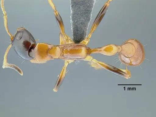 Tetraponera elegans specimen CASENT0300734 image casent0300734_1