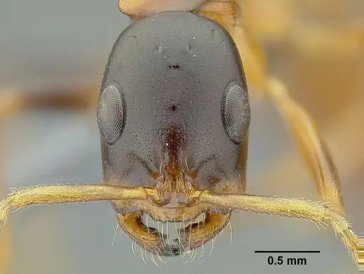Tetraponera elegans specimen CASENT0300734 image casent0300734_2