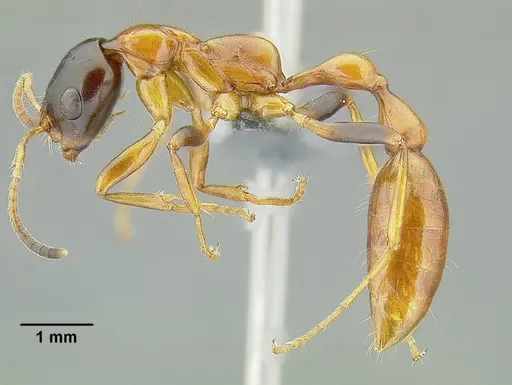 Tetraponera elegans specimen CASENT0300734 image casent0300734_3