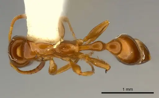 Tetraponera emeryi specimen CASENT0217590 image casent0217590_1