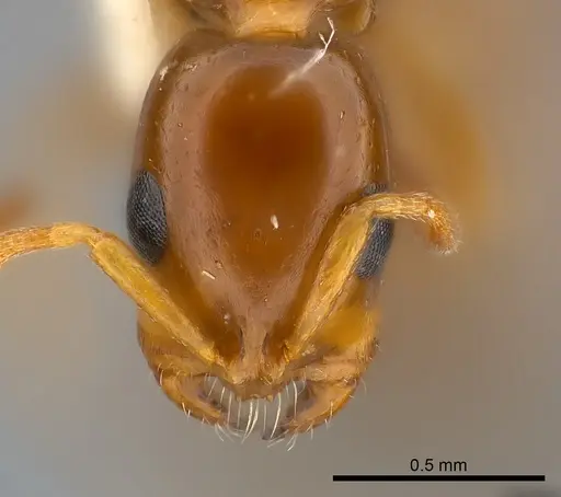 Tetraponera emeryi specimen CASENT0217590 image casent0217590_2