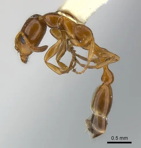 Tetraponera emeryi specimen CASENT0217590 image casent0217590_3