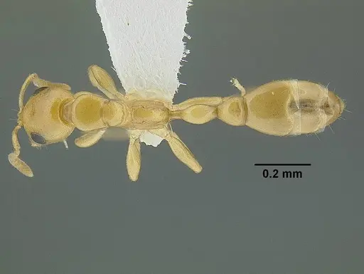 Tetraponera emeryi specimen CASENT0220743 image casent0220743_1