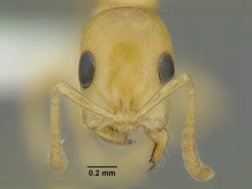 Tetraponera emeryi specimen CASENT0220743 image casent0220743_2