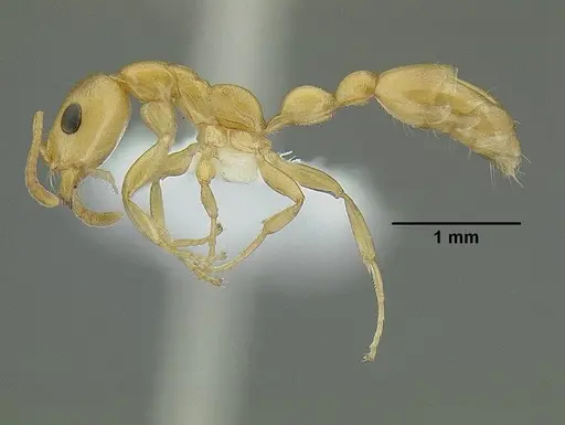 Tetraponera emeryi specimen CASENT0220743 image casent0220743_3