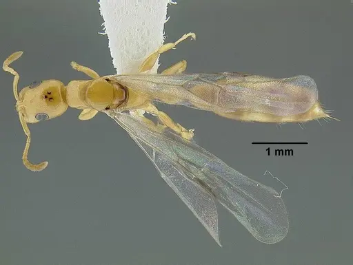 Tetraponera emeryi specimen CASENT0794349 image casent0794349_1