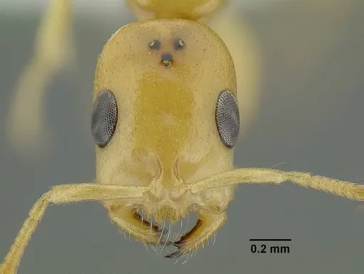 Tetraponera emeryi specimen CASENT0794349 image casent0794349_2