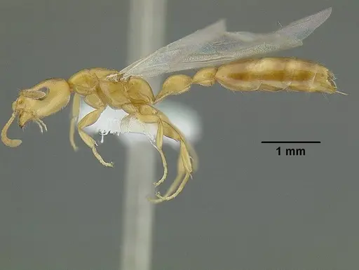 Tetraponera emeryi specimen CASENT0794349 image casent0794349_3