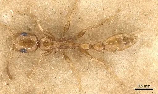 Tetraponera emeryi specimen CASENT0907471 image casent0907471_1