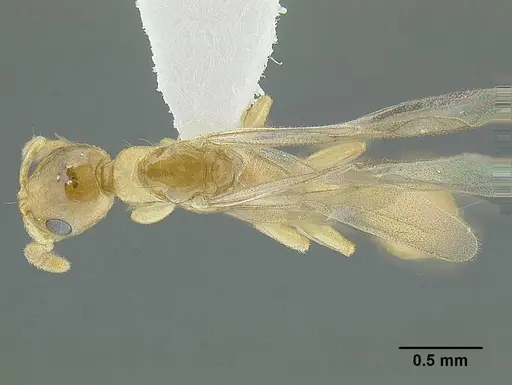 Tetraponera exactor specimen CASENT0794350 image casent0794350_1