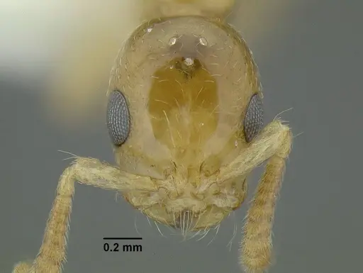 Tetraponera exactor specimen CASENT0794350 image casent0794350_2