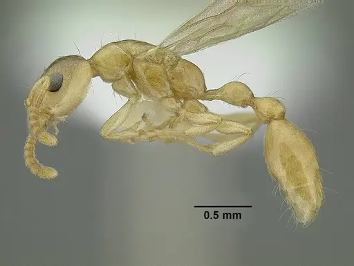 Tetraponera exactor specimen CASENT0794350 image casent0794350_3