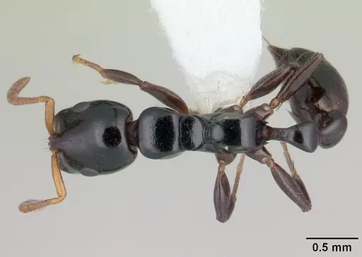 Tetraponera exasciata specimen CASENT0012858 image casent0012858_1