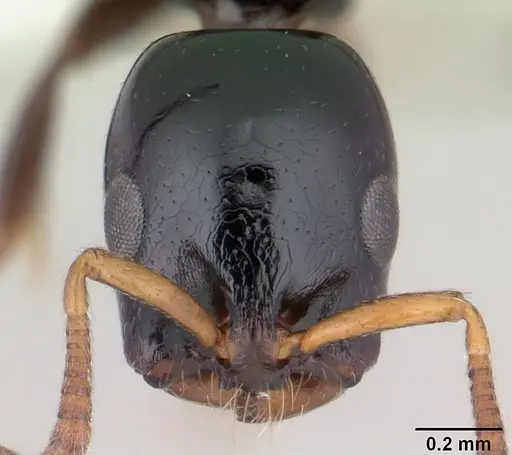 Tetraponera exasciata specimen CASENT0012858 image casent0012858_2