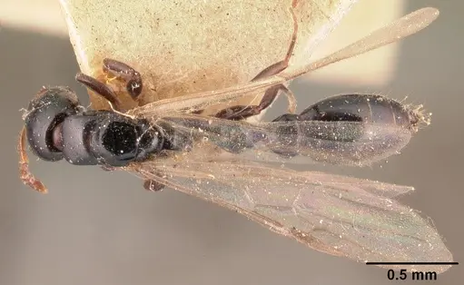 Tetraponera exasciata specimen CASENT0101047 image casent0101047_1