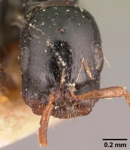 Tetraponera exasciata specimen CASENT0101047 image casent0101047_2