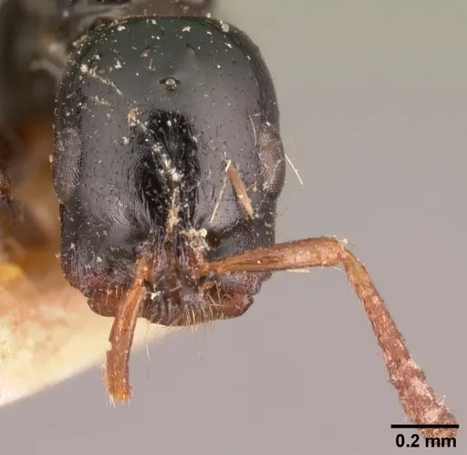 Tetraponera exasciata specimen CASENT0101047 image casent0101047_3