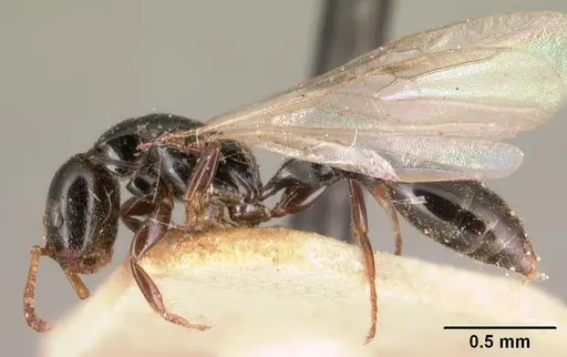 Tetraponera exasciata specimen CASENT0101047 image casent0101047_4