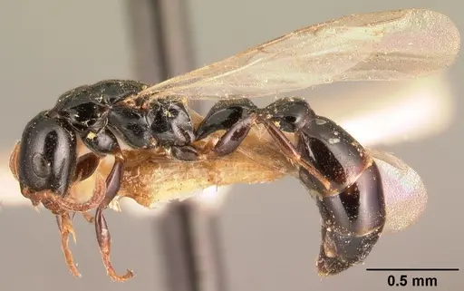 Tetraponera exasciata specimen CASENT0101048 image casent0101048_3