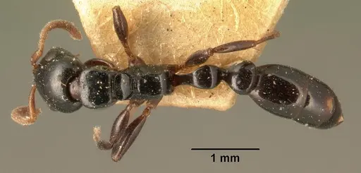 Tetraponera exasciata specimen CASENT0101738 image casent0101738_1
