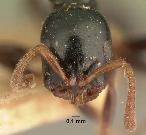 Tetraponera exasciata specimen CASENT0101738 image casent0101738_2