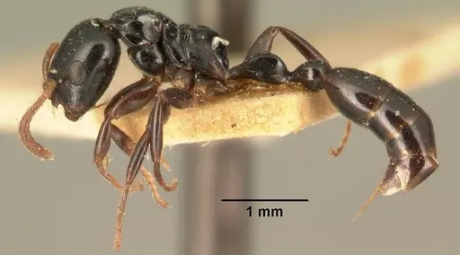 Tetraponera exasciata specimen CASENT0101738 image casent0101738_3