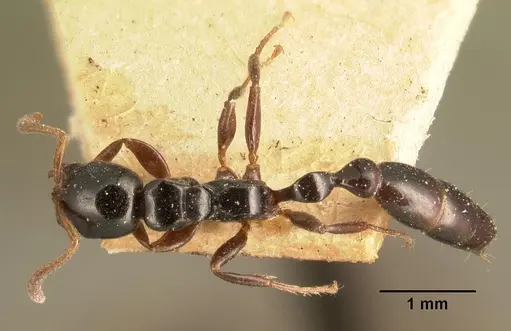 Tetraponera exasciata specimen CASENT0101881 image casent0101881_1