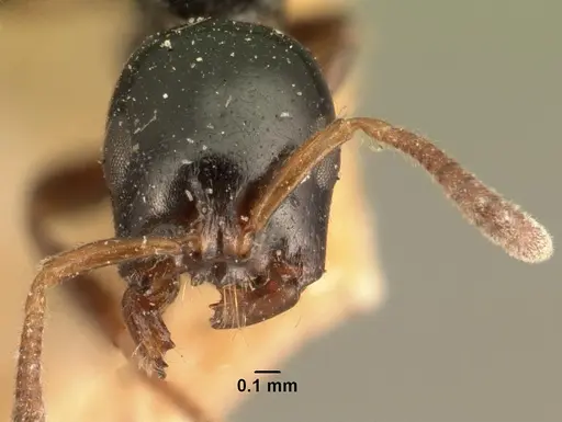 Tetraponera exasciata specimen CASENT0101881 image casent0101881_2