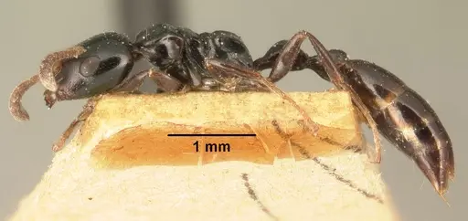 Tetraponera exasciata specimen CASENT0101881 image casent0101881_3
