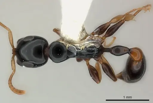Tetraponera extenuata specimen CASENT0217591 image casent0217591_1