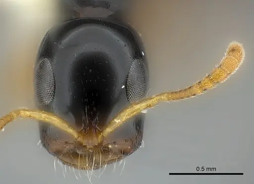 Tetraponera extenuata specimen CASENT0217591 image casent0217591_2