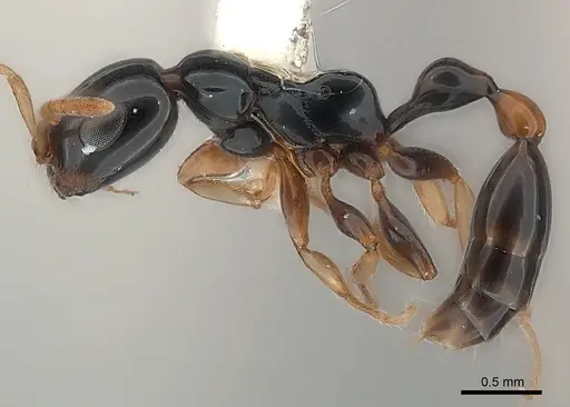 Tetraponera extenuata specimen CASENT0217591 image casent0217591_3