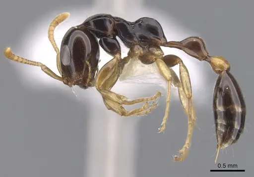 Tetraponera extenuata specimen CASENT0902824 image casent0902824_3