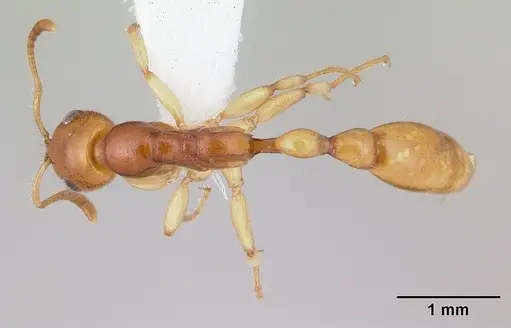 Tetraponera fictrix specimen CASENT0012854 image casent0012854_1